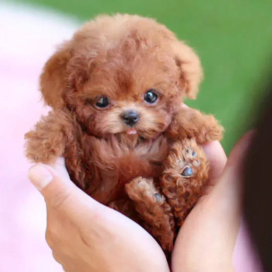 Interactive Plush Dog with Realistic Movements – Perfect for Children & Seniors