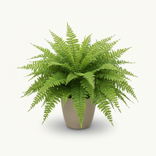 Artificial Fern - Boston Style - Outdoor Suitable