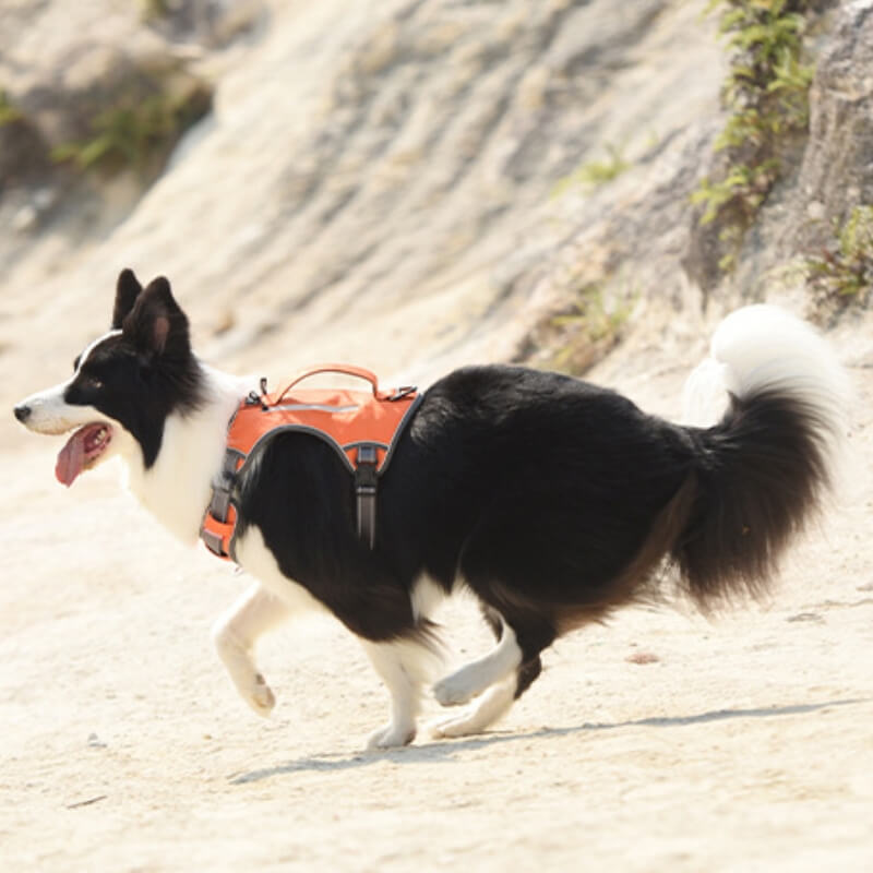 Multifunctional Explosion-Proof Anti-Pull Harness for Medium to Large Dogs