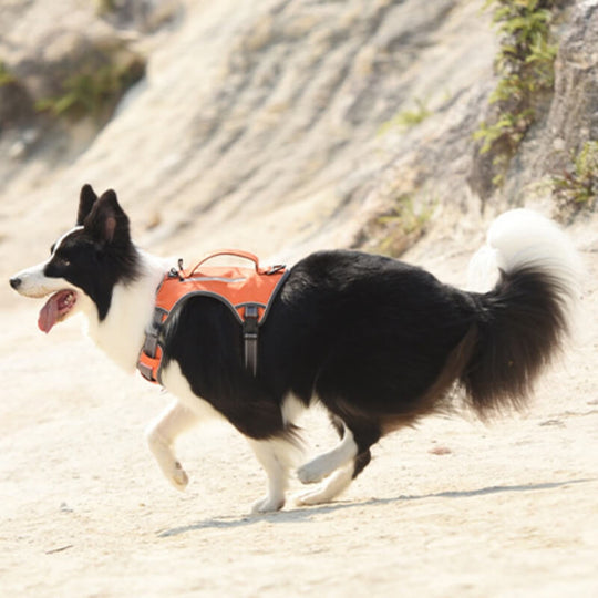 Multifunctional Explosion-Proof Anti-Pull Harness for Medium to Large Dogs
