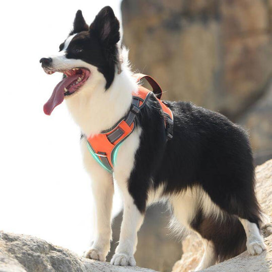 Multifunctional Explosion-Proof Anti-Pull Harness for Medium to Large Dogs