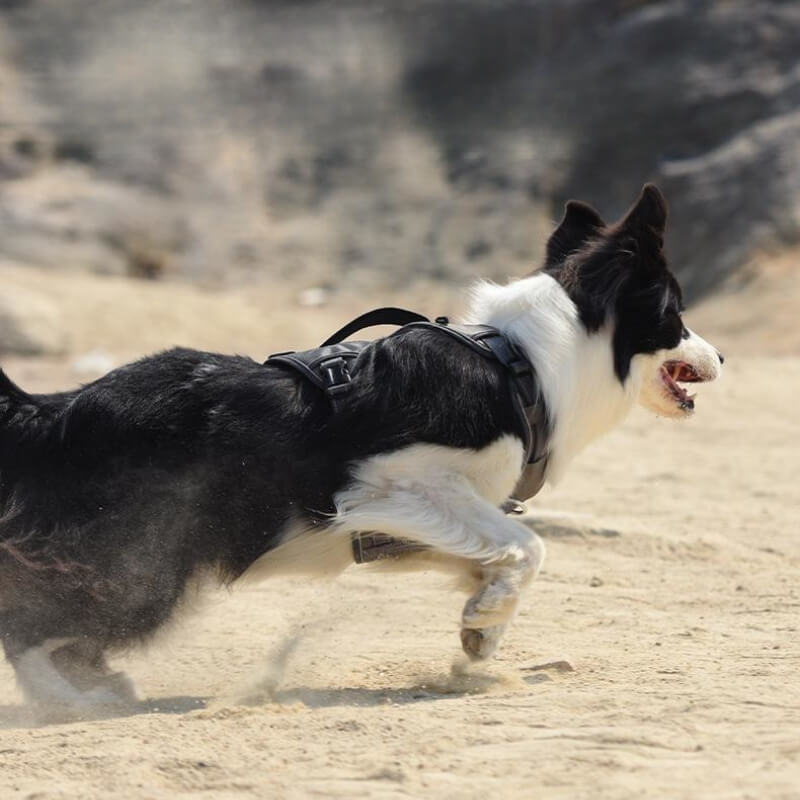 Multifunctional Explosion-Proof Anti-Pull Harness for Medium to Large Dogs