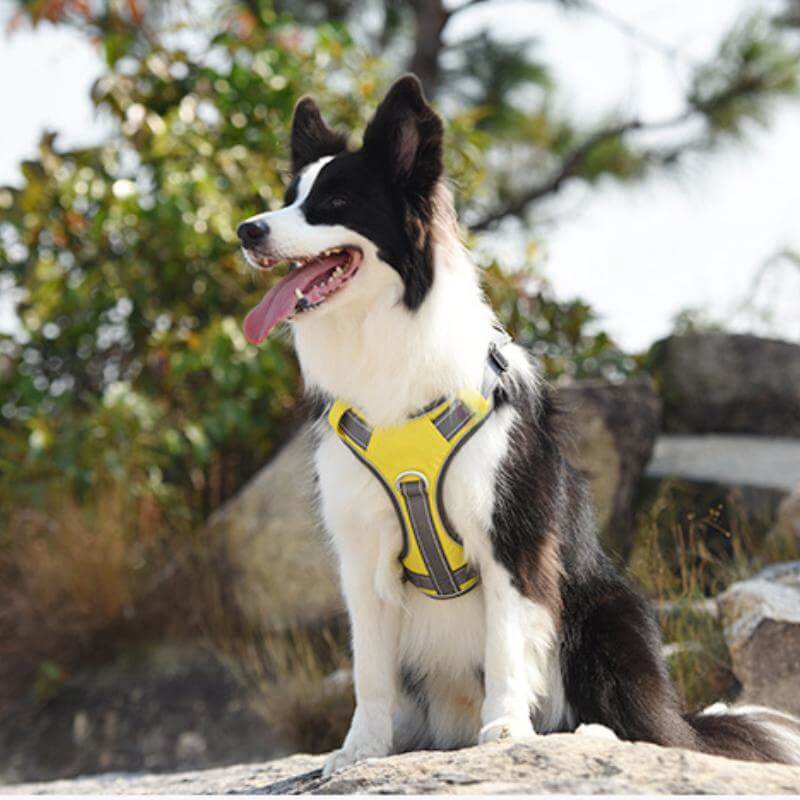 Multifunctional Explosion-Proof Anti-Pull Harness for Medium to Large Dogs