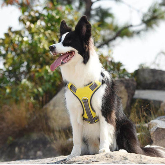 Multifunctional Explosion-Proof Anti-Pull Harness for Medium to Large Dogs