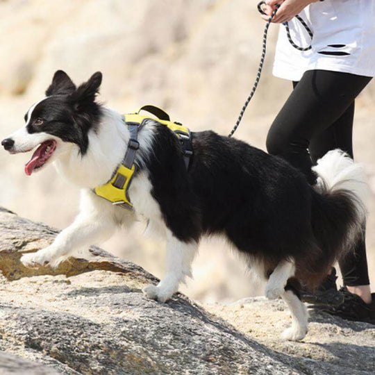 Multifunctional Explosion-Proof Anti-Pull Harness for Medium to Large Dogs