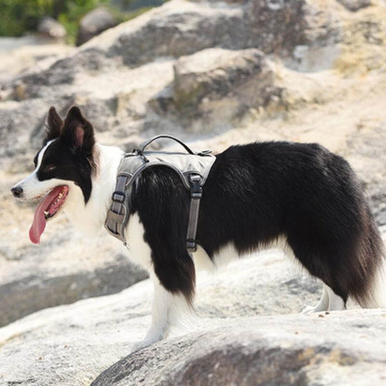Multifunctional Explosion-Proof Anti-Pull Harness for Medium to Large Dogs