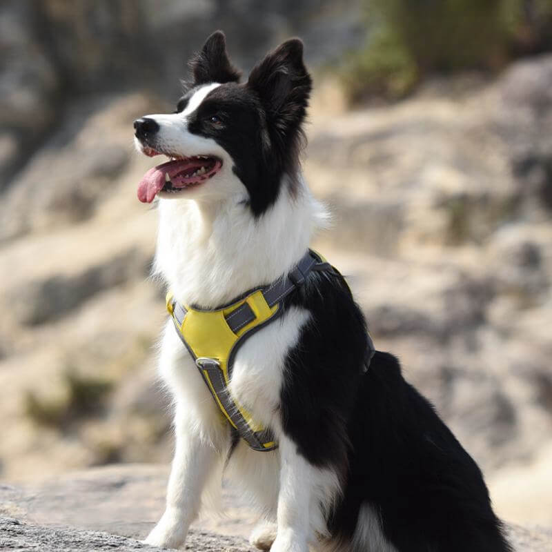 Multifunctional Explosion-Proof Anti-Pull Harness for Medium to Large Dogs