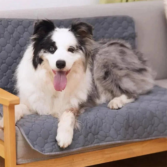 Dog Pee Pads Disposable and Reusable