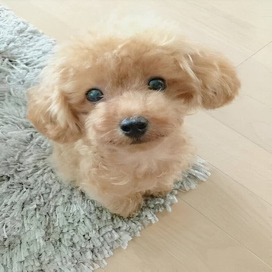Puppy Plush Toy with Synthetic Fur and Weighted Filling