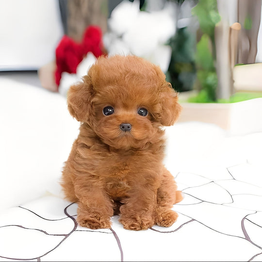 Teddy Dog Plush Toy