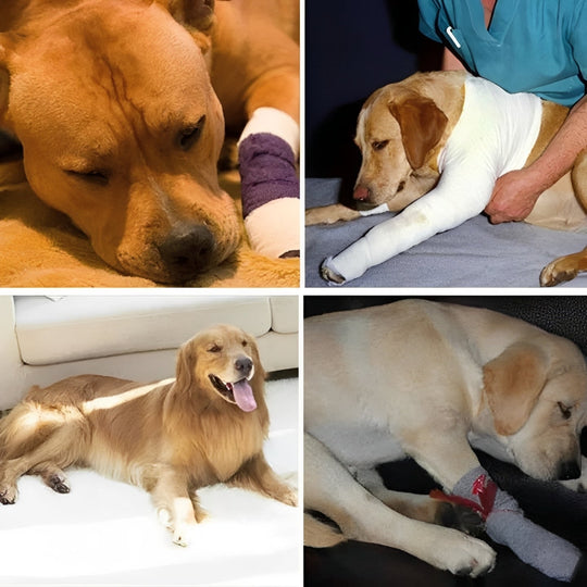 Dog Leg Support Brace with Adjustable Straps