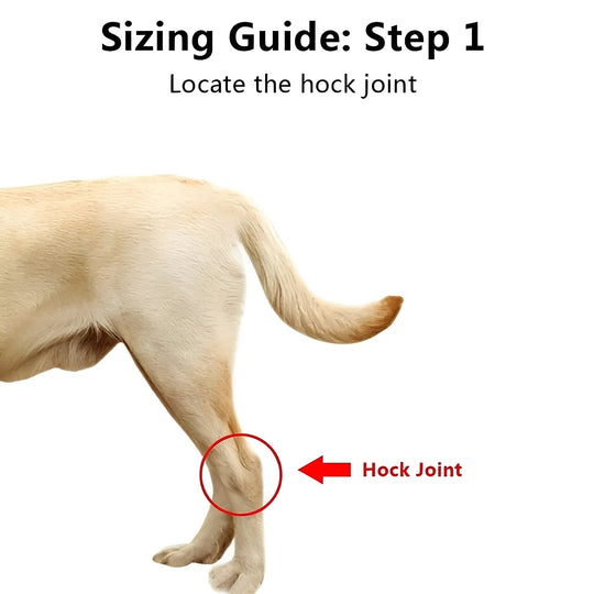 Dog Leg Support Brace with Adjustable Straps