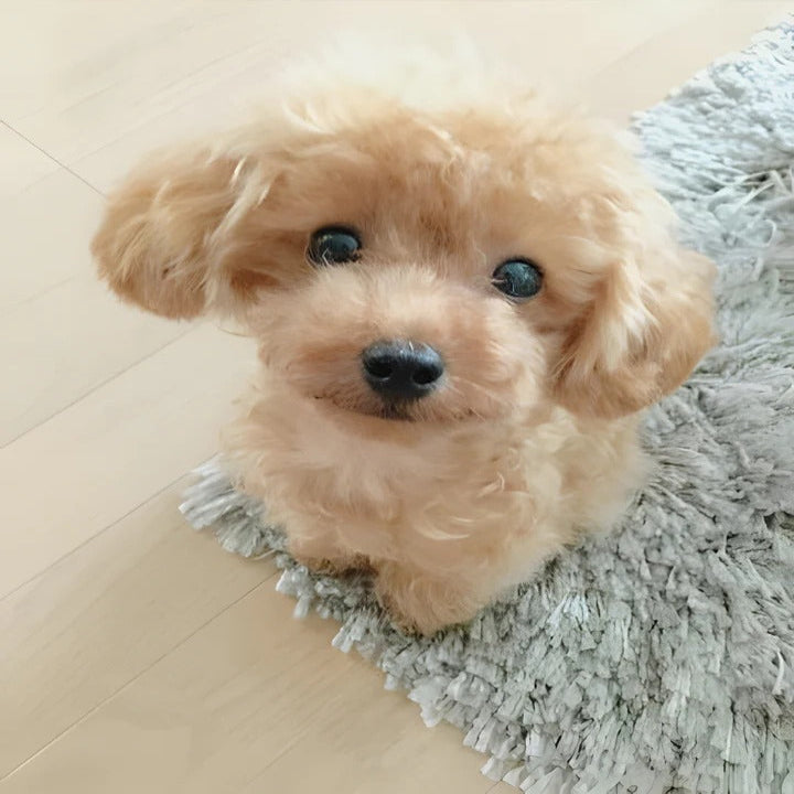 Realistic Plush Puppy Toy with Soft Fur Texture