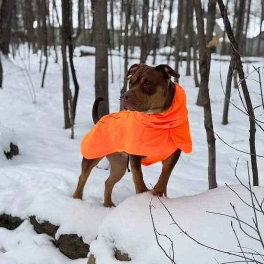 Waterproof Windproof Dog Rain Jacket with Reflective Full Body Coverage