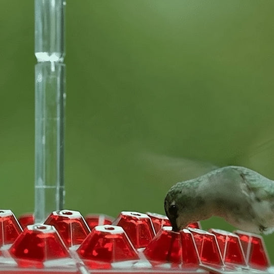 Hanging Hummingbird Feeder Ant Proof Design with Moat