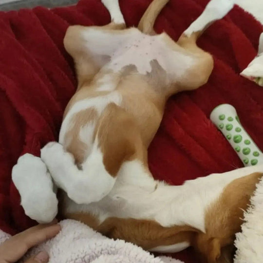The Ultimate Calming Dog Toy
