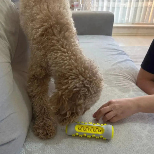 The Ultimate Calming Dog Toy