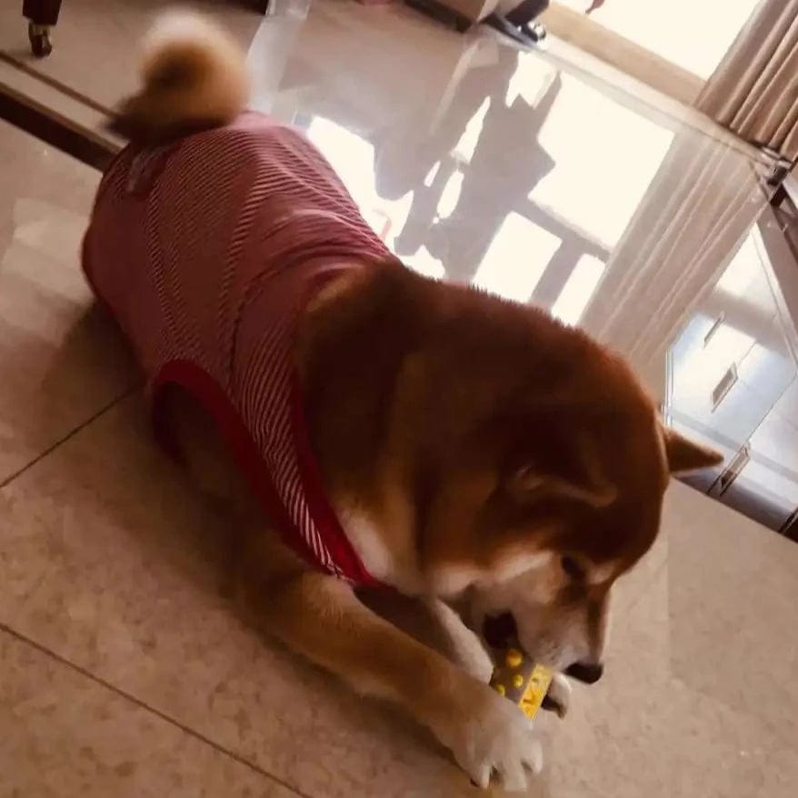 The Ultimate Calming Dog Toy