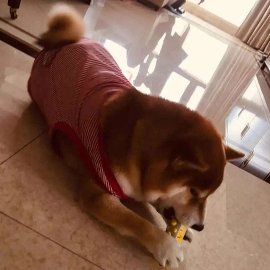 The Ultimate Calming Dog Toy
